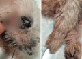 Laudo aponta infecções por falta de cuidado em cachorro resgatado de varanda de apartamento em Ribeirão Preto, SP