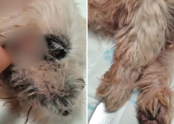 Laudo aponta infecções por falta de cuidado em cachorro resgatado de varanda de apartamento em Ribeirão Preto, SP
