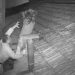 Suspeito cai do telhado ao brigar com vigia depois de invadir loja e acaba preso no interior de SP; VÍDEO